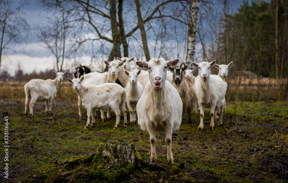 Bunch of goats standing on grass. Many goats standing on a field. Goat herd looking at camera. Cattle of goats Bunch of goats standing on grass. Many goats standing on a field. Goat herd looking at camera. Cattle of goats