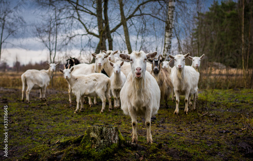 Bunch of goats standing on grass. Many goats standing on a field. Goat herd looking at camera. Cattle of goats