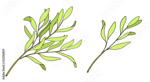 Tea tree leaf set. Vector illustration. Hand drawn botanical doodle sketch of Melaleuca alternifolia. Green medicinal plant isolated on white background. Herb for cosmetics, package, essential oil