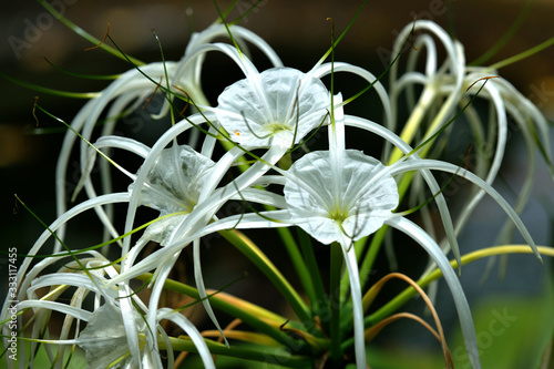 Flower white in garden