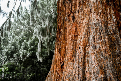 Giant Sequoias Forest. Sequoia detail bark, needles National Park