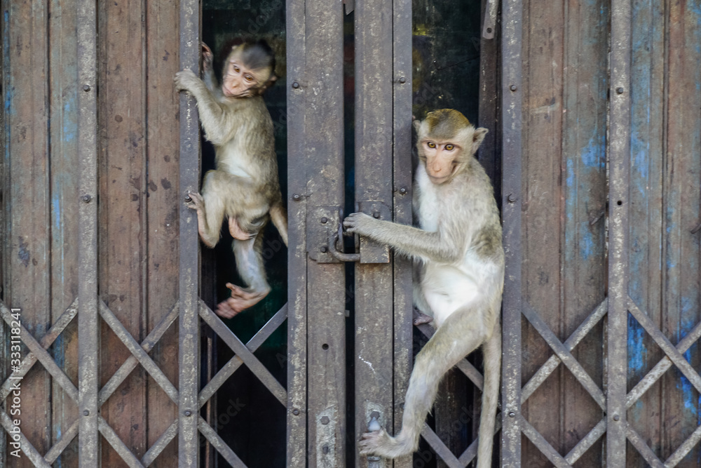 Naklejka premium Monkeys hang on a fence at Lopburi in Thailand