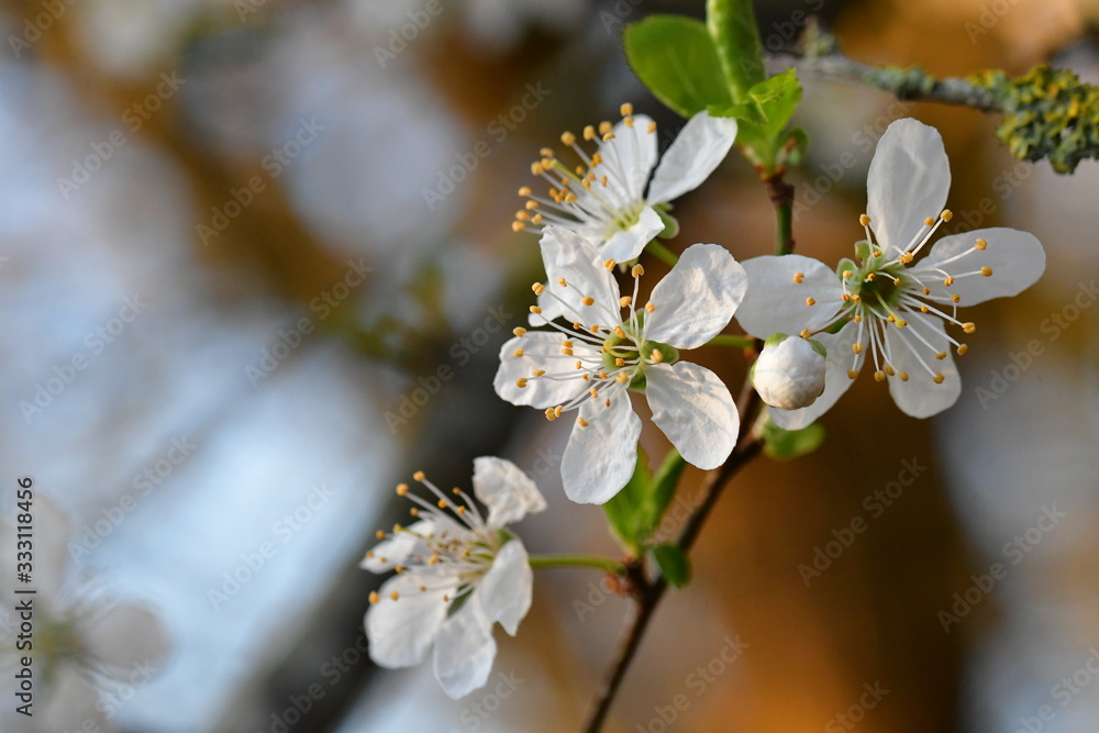Fototapeta premium blühender Zweig