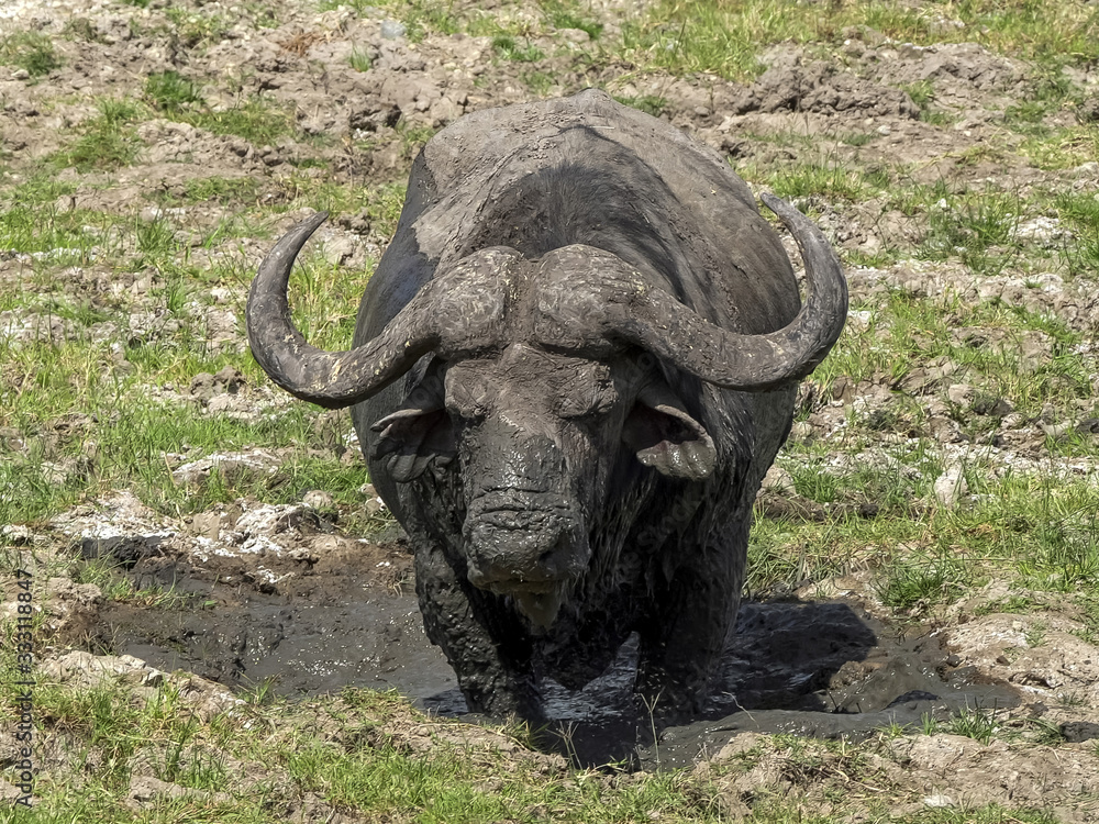 Fototapeta premium african buffalo standing in a mud wallow at masai mara, kenya
