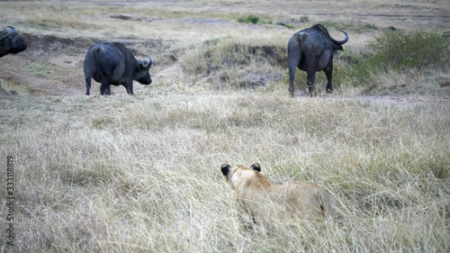 Bilde på lerret threee african buffalo watch a lion stalking them at masai mara in kenya