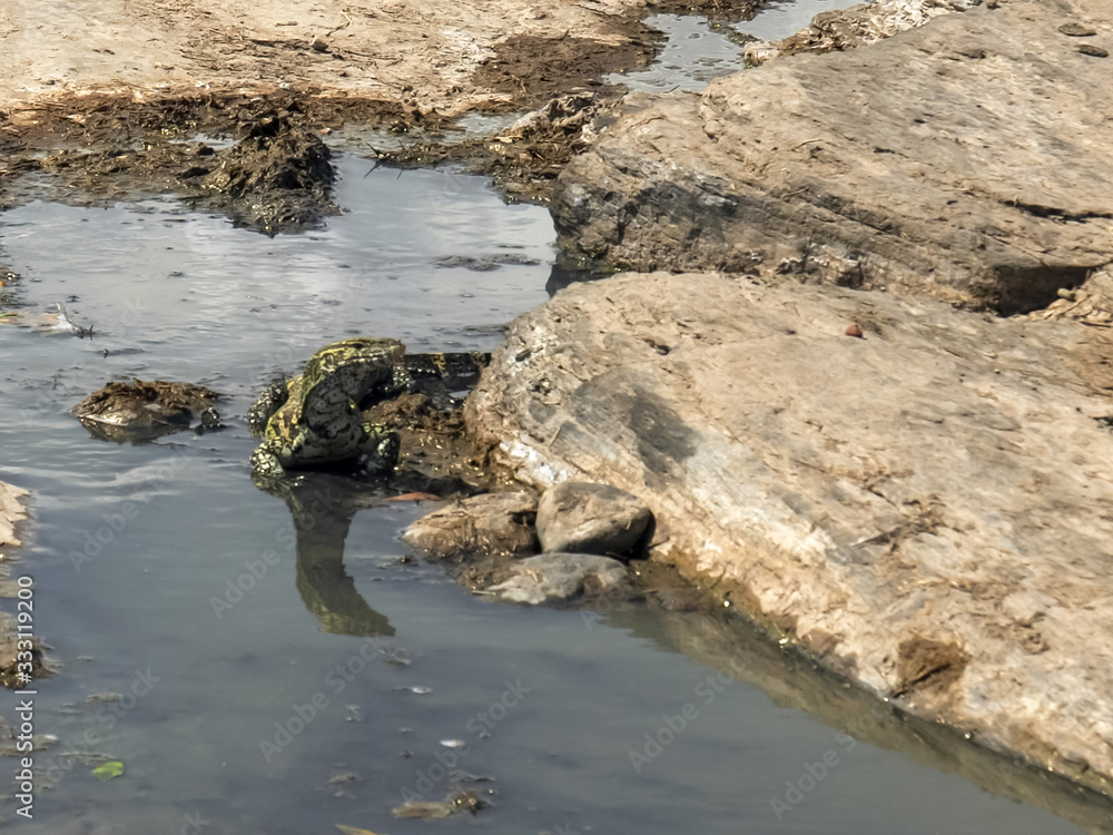 nile monitor lizard at masai mara national reserve in kenya nile monitor lizard at masai mara national reserve in kenya