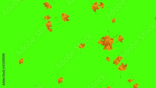 Wallpaper Mural Autumn leaves falling loop, green screen chroma key Torontodigital.ca