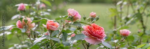 Beautiful orange pink nostalgic rose in a garden after rain