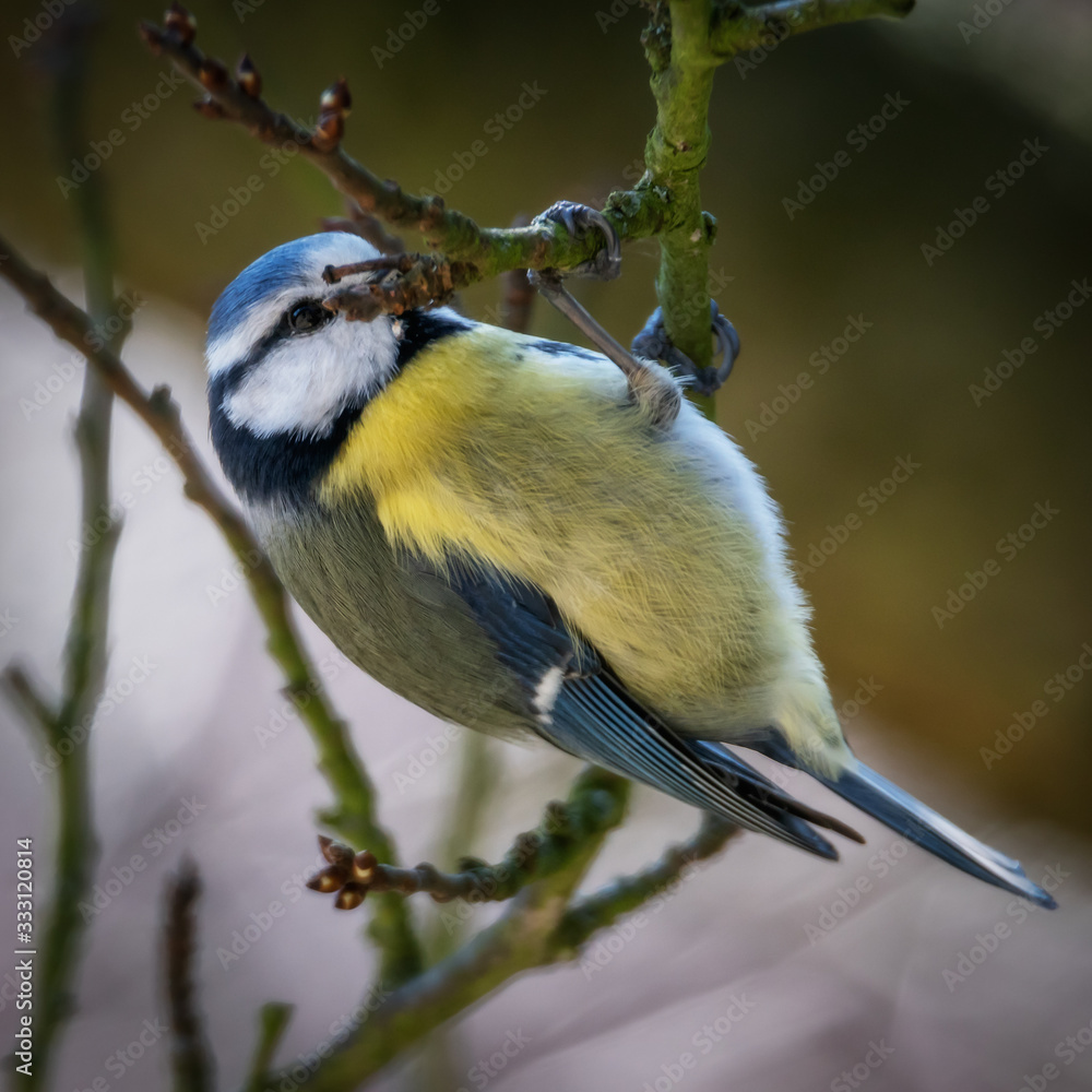 Obraz premium warly morning exercise - Frühsport