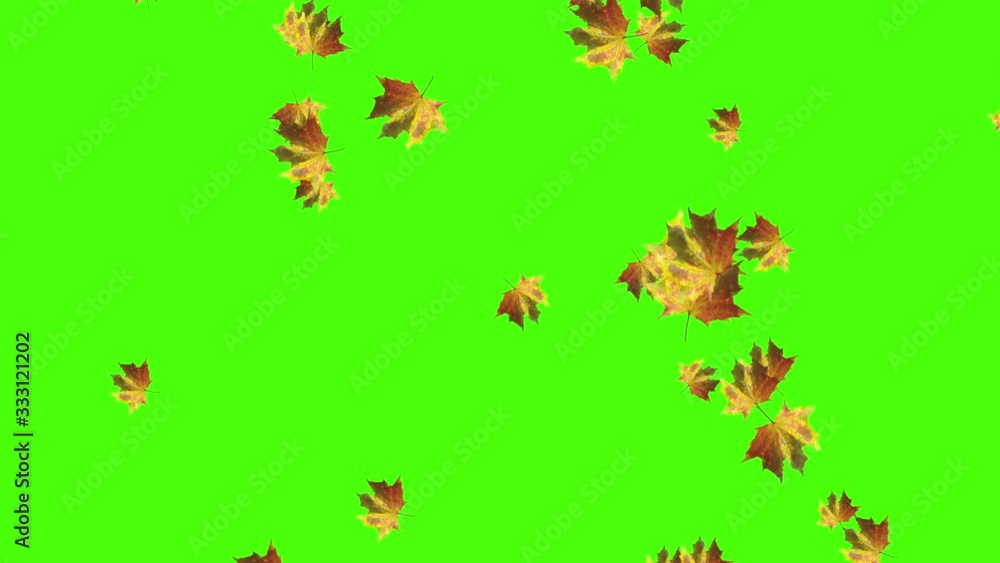 Autumn leaves falling loop, green screen chroma key Autumn leaves falling loop, green screen chroma key