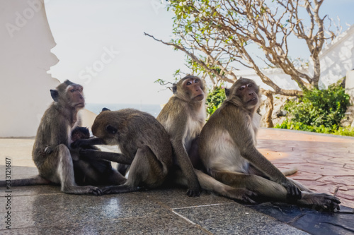 Monkeys in the temple on the mountain in the city of Prachuap Khiri Khan in Thailand © Pavel