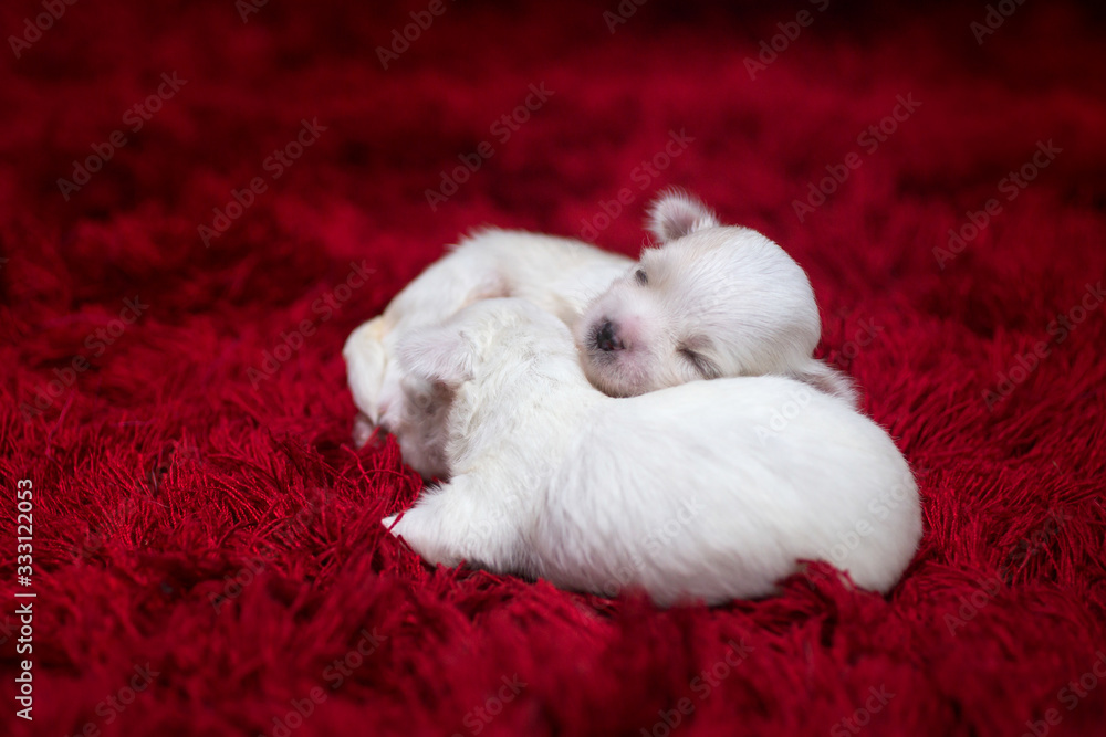 The Maltese is a breed of dog in the toy group. Maltese puppies are sleeping on a bright red carpet. The Maltese is a breed of dog in the toy group. Maltese puppies are sleeping on a bright red carpet.