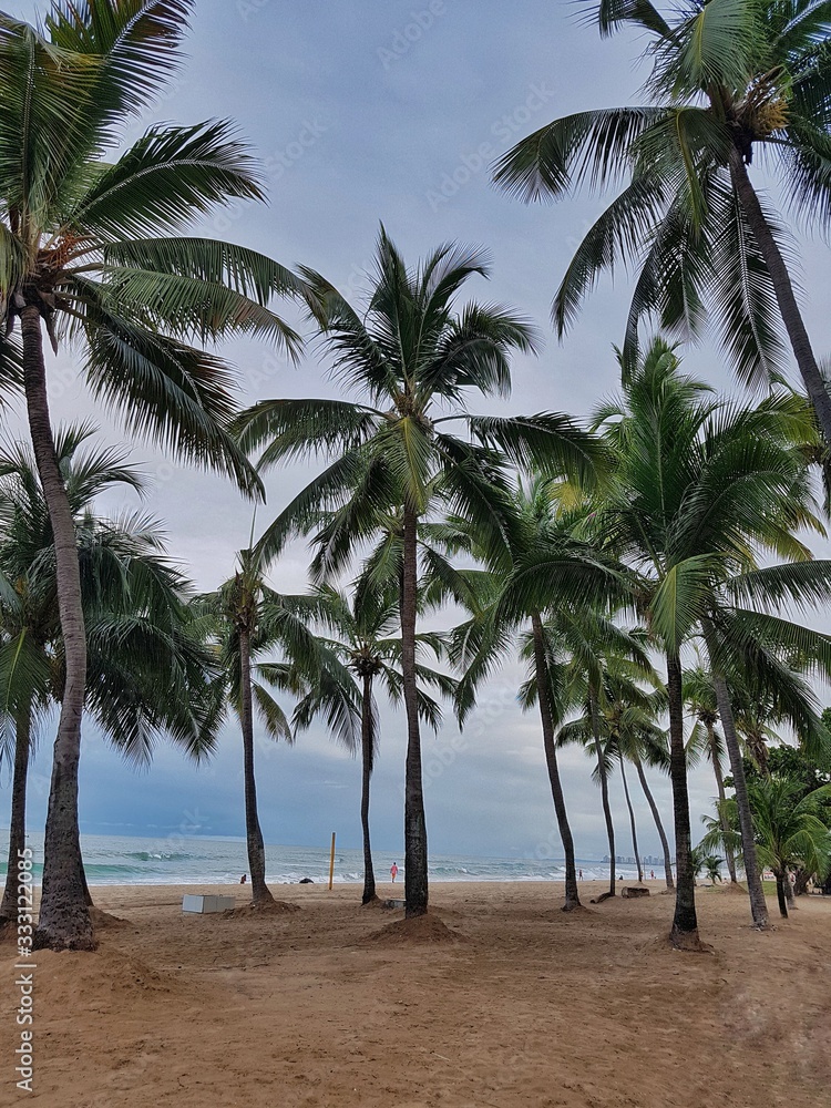 palm trees on the beach