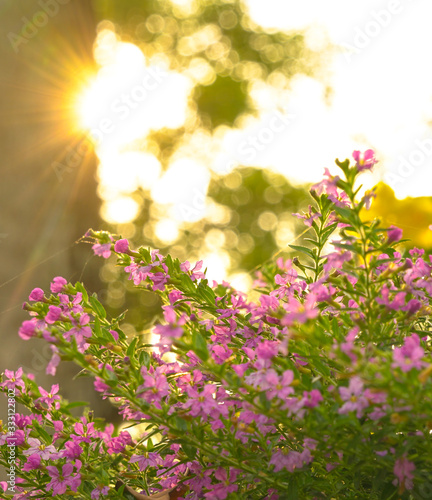 Fototapeta Naklejka Na Ścianę i Meble -  Beautiful pink flowers with morning sun. Sun rays. Back light.