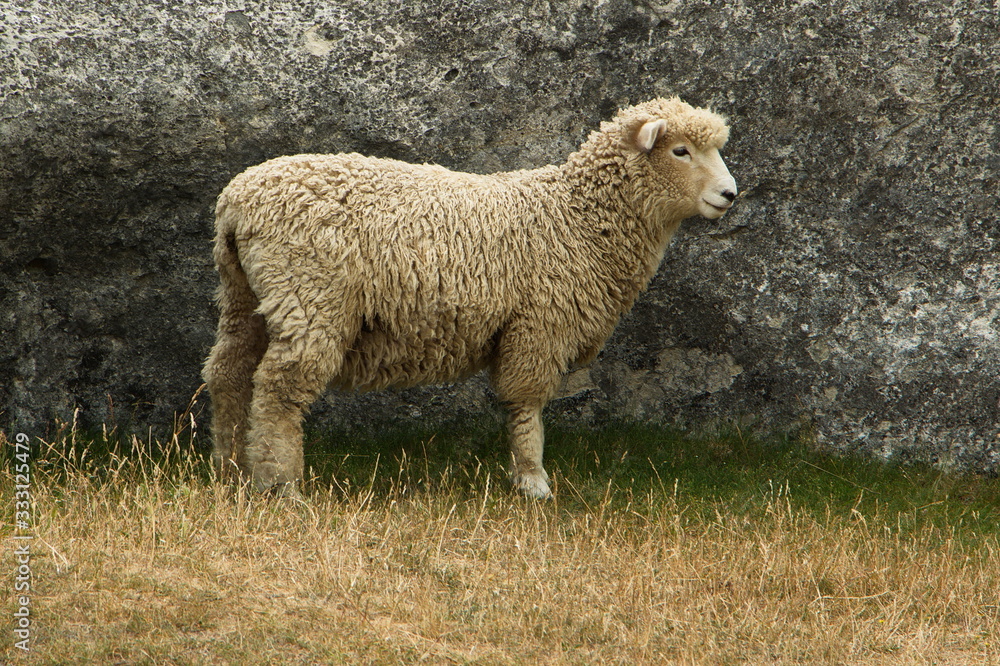 Sheep at Elephant Rocks near Duntroon on South Island of New Zealand Sheep at Elephant Rocks near Duntroon on South Island of New Zealand