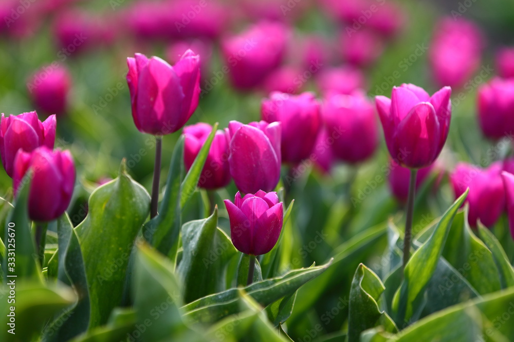Fototapeta premium beautiful pink tulips in the field