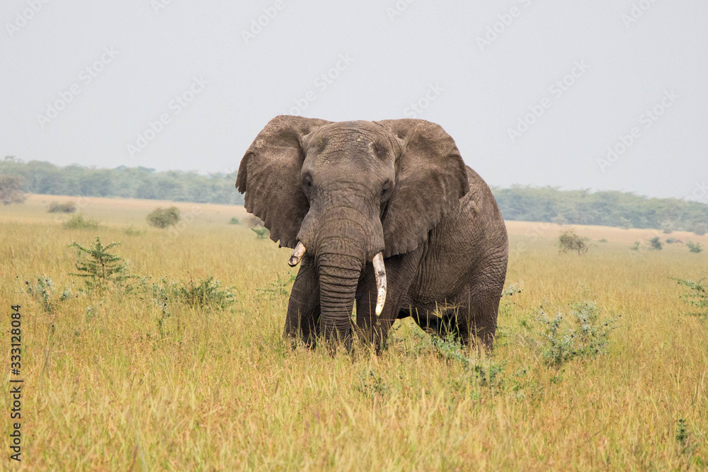 Obraz premium słoń