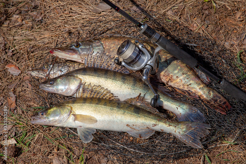 Freshwater zander and pike fish. Two freshwater zander and pike fish, fishing equipment lies on round keepnet with fishery catch in it.. Freshwater zander and pike fish. Two freshwater zander and pike fish, fishing equipment lies on round keepnet with fishery catch in it..