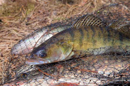 Freshwater zander fish. Freshwater zander fish lies on round keepnet with fishery catch in it..