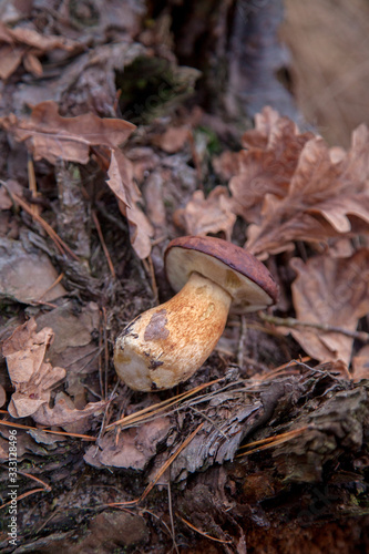 Wild edible bay bolete known as imleria badia or boletus badius mushroom on old hemp in pine tree forest..
