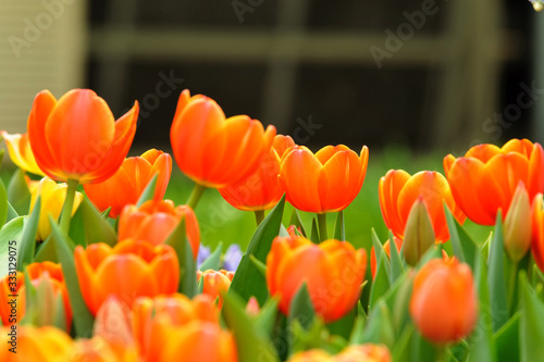 Flower red tulips in garden  thailand