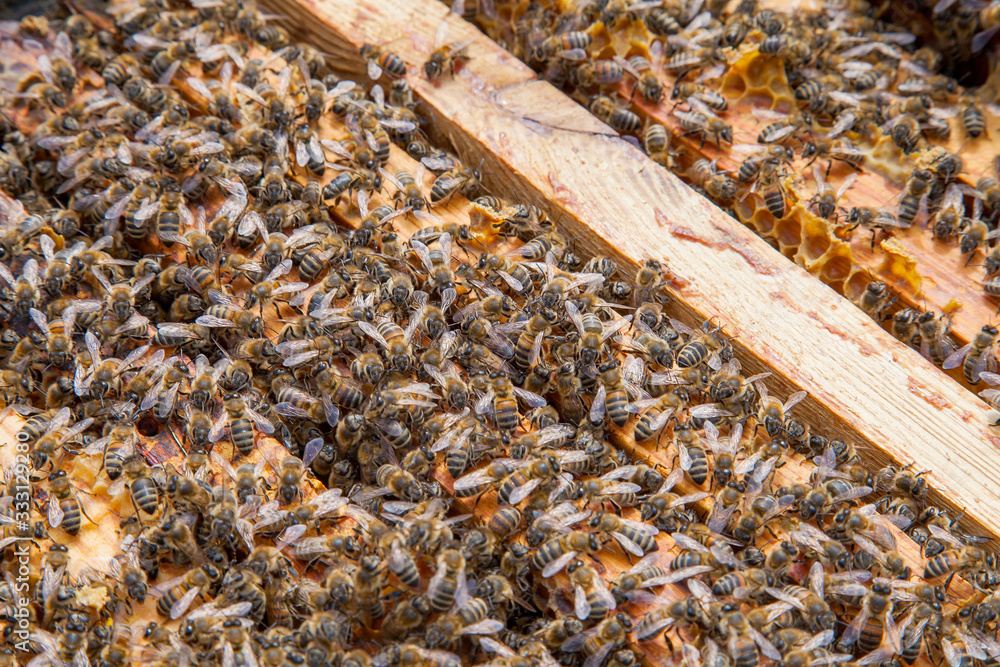 Open hive showing the bees swarming on a honeycomb.. Open hive showing the bees swarming on a honeycomb..