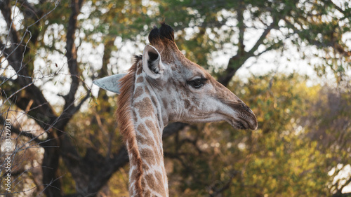 giraffe in Kruger national park South Africa 