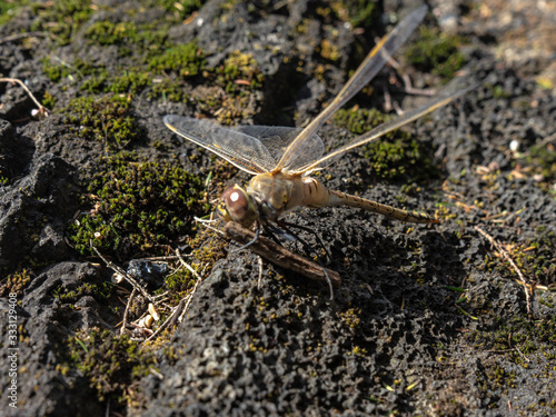 Dragonfly on the island of El Hierro. Photo taken from the Laurisilva forest in La Llania. photo