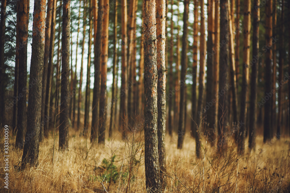 Dense pine forest with thin pine trunks and dry undergrowth in the dark autumn season. Dense pine forest with thin pine trunks and dry undergrowth in the dark autumn season.