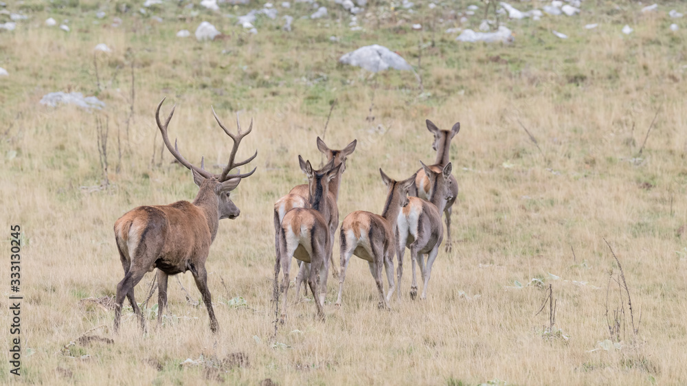 Hwed of Red deer in mountain region (Cervus elaphus)