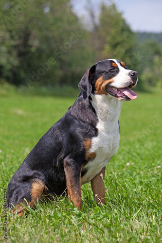 Portrait of sitting greater swiss mountain dog