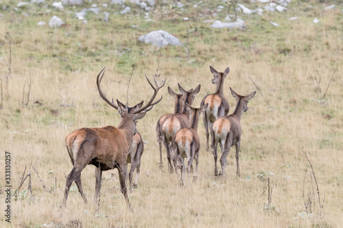 Herd of Red deer cross Alpine prairie (Cervus elaphus)