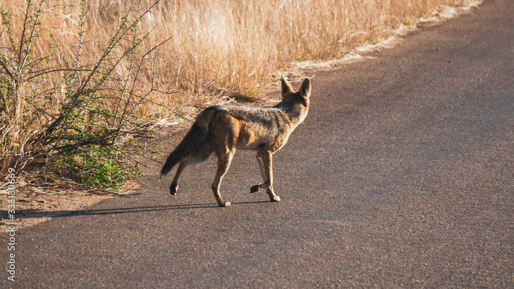 jackal in kruger national park south africa jackal in kruger national park south africa