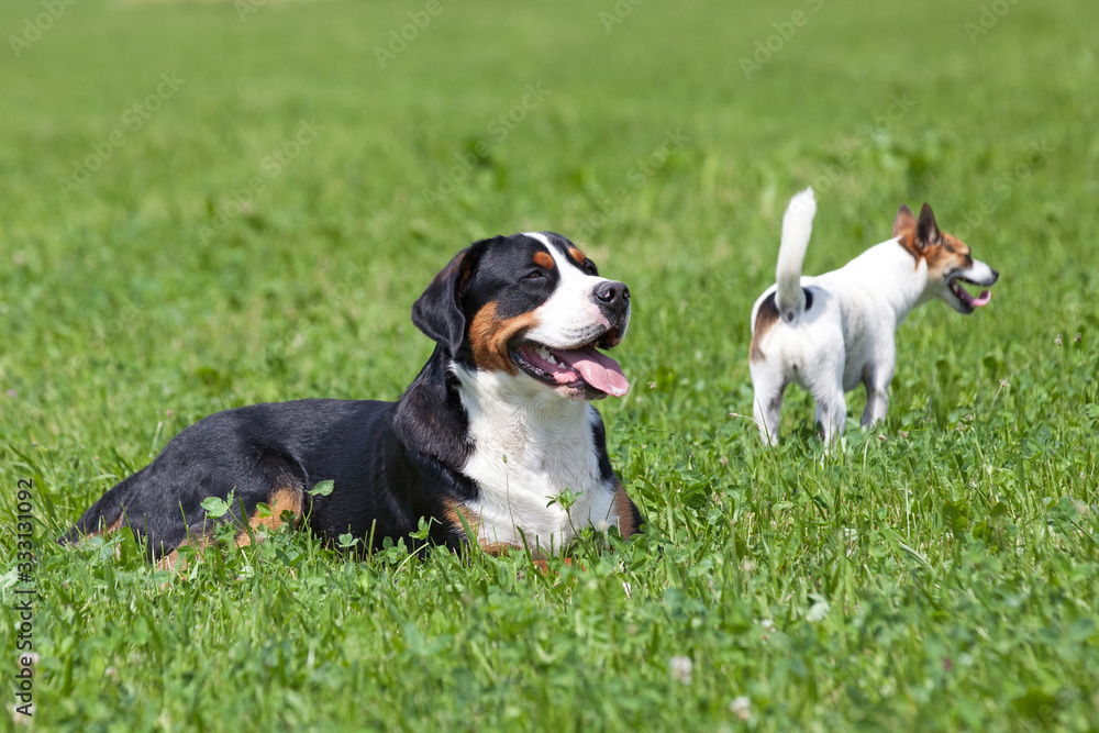 Portrait of laying greater swiss mountain dog