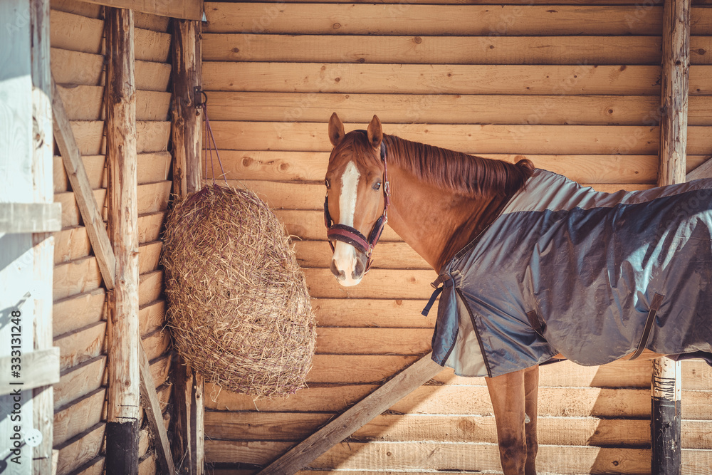 chestnut budyonny gelding horse in halter and blanket standing near haynet in shelter in paddock - obrazy, fototapety, plakaty 