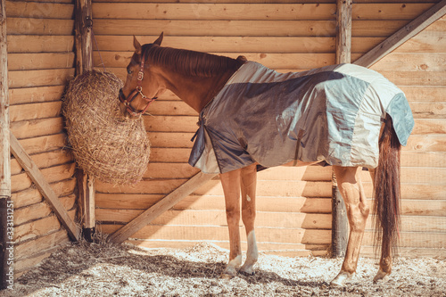 chestnut budyonny gelding horse in halter and blanket eating hay from haynet in shelter in paddock