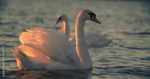 Beautiful white swan. In a pond in full growth. Evening light, a male swan gracefully posing for the camera
