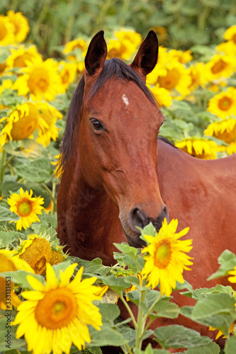 Portrait of nice horse on sunflower field