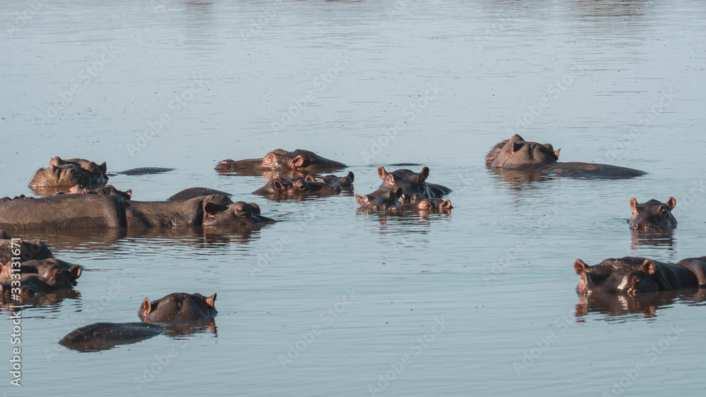 hippos in a lake in south africa hippos in a lake in south africa