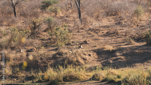 lions in kruger national park south africa
