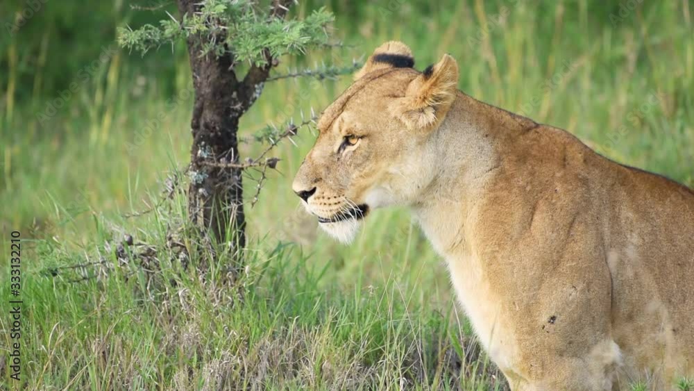 A Lioness Looking Around In The Wilderness In El K Safari In Kenya. -close up shot A Lioness Looking Around In The Wilderness In El K Safari In Kenya. -close up shot