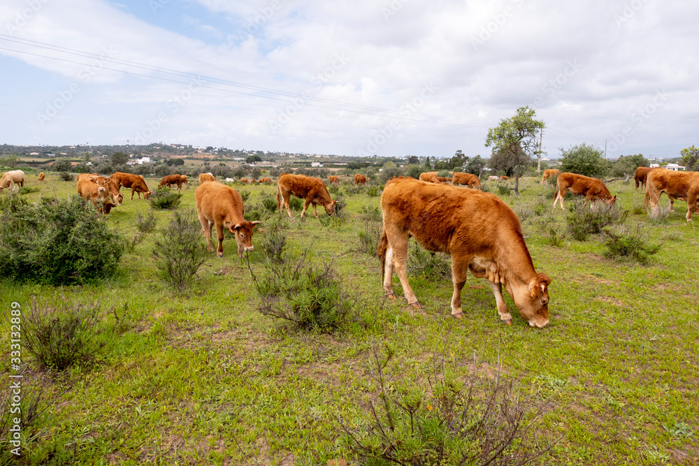 cows grazing fresh green grass at the meadow in Portugal