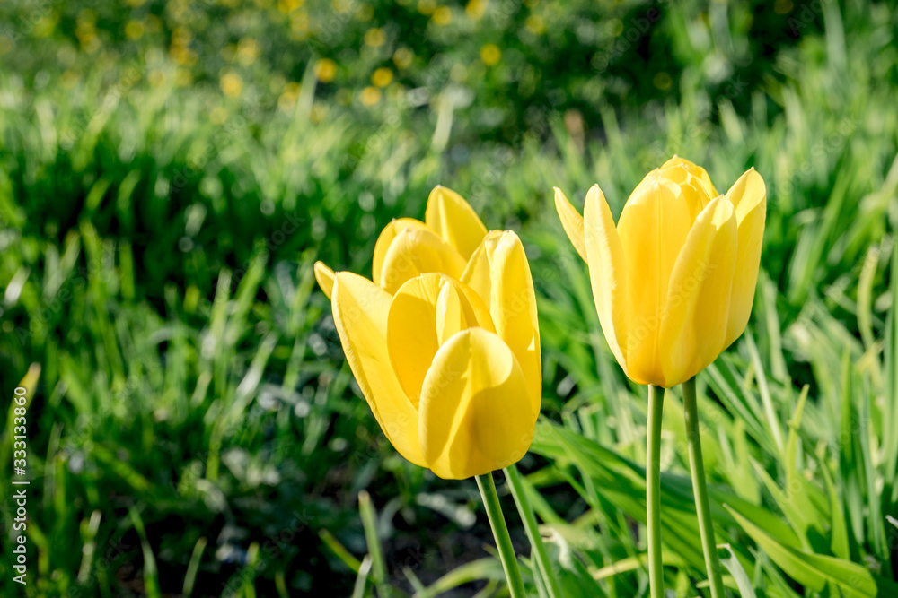 Obraz premium yellow tulips blooming in the garden in spring