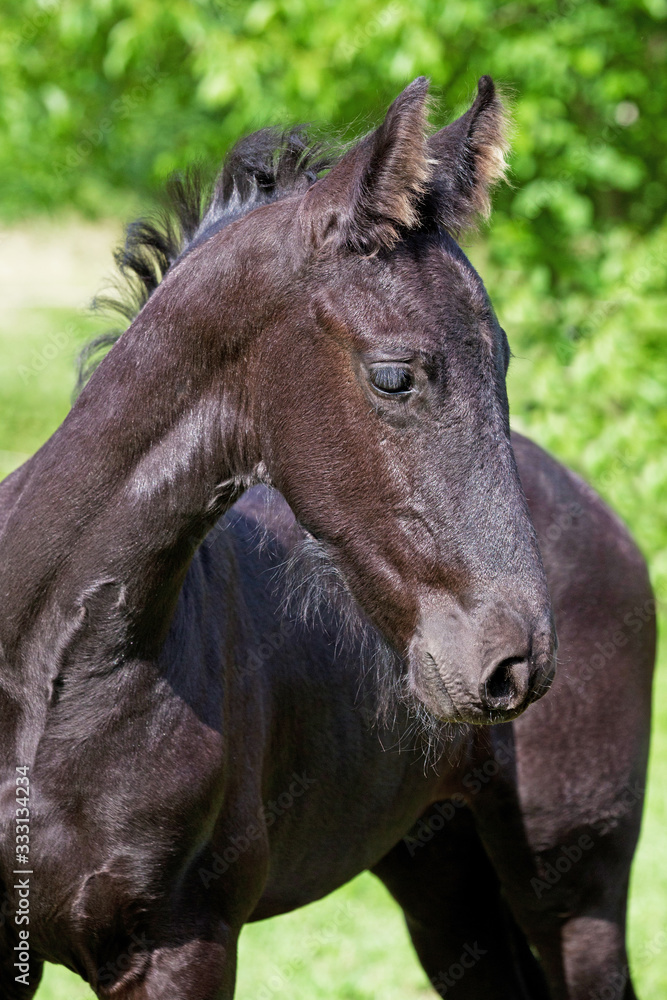 Fototapeta premium Portrait of nice young friesian horse