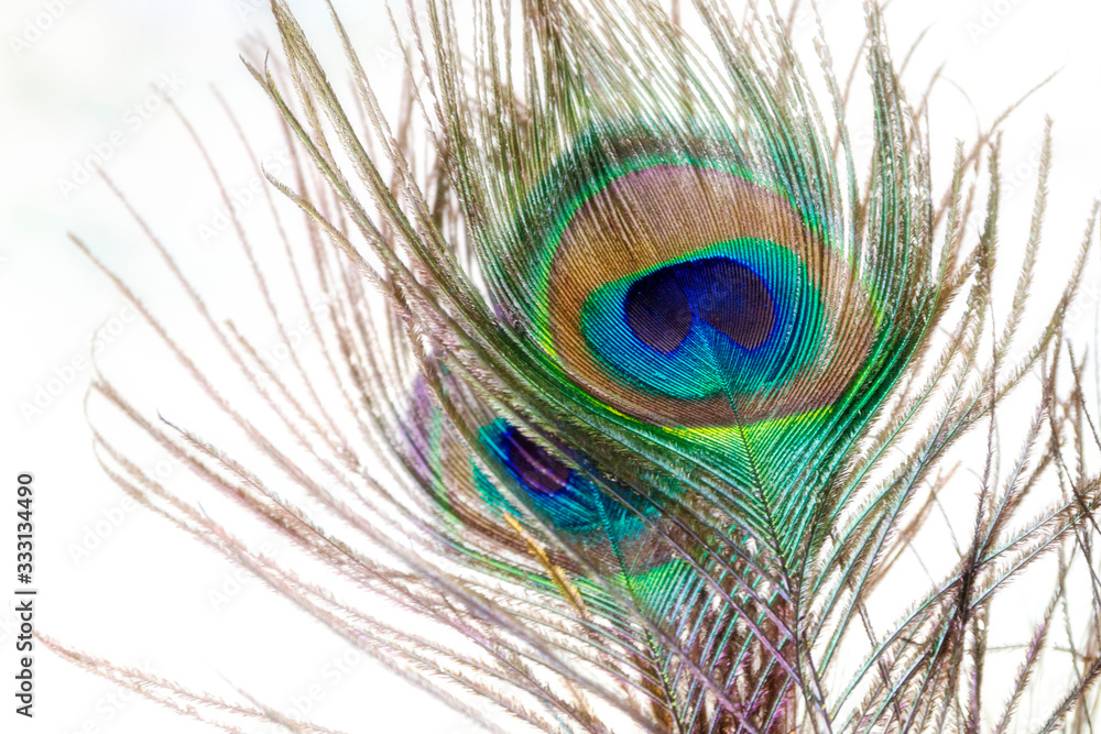 Obraz premium Peacock Feather