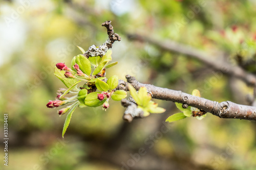 small red flower buds grow on a branch © CaptainAJH