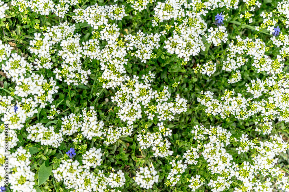 many little white flowers in the park