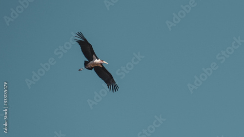 osprey in flight