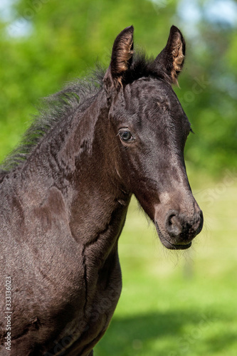 Portrait of nice young friesian horse © lenkadan