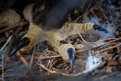 claws of an eagle sitting on branches in a nest close-up. Paws of a vulture. The hawk clutched at the branches with its claws.